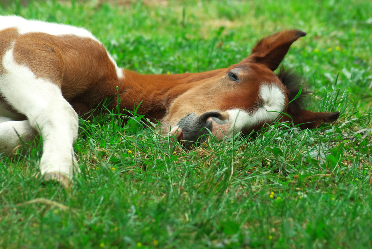 curiosità sul sonno dei mammiferi