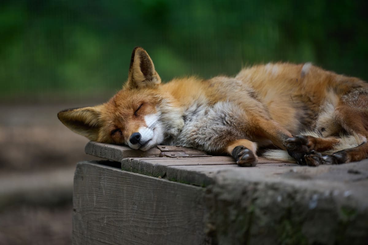 Gli animali vanno in letargo col freddo ecco perché